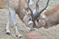 Addax challenge 5 Royalty Free Stock Photo