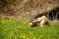 Addax eating grass Royalty Free Stock Photo