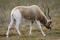 Addax 3