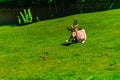 Addax lying in a meadow