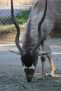 An Addax. Also known as a White Antelope or Screwhorn Antelope. Royalty Free Stock Photo