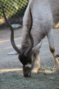 An Addax. Also known as a White Antelope or Screwhorn Antelope.