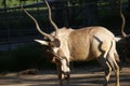 An Addax. Also known as a White Antelope or Screwhorn Antelope.