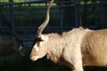 An Addax. Also known as a White Antelope or Screwhorn Antelope.