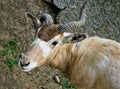 Addax nasomaculatus antelope