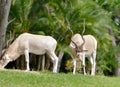 Addax Royalty Free Stock Photo