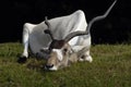 Addax sleeping Royalty Free Stock Photo