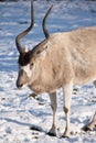 Addax on snow Royalty Free Stock Photo