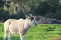 Addax white antelope