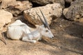 Addax or white antelope Addax nasomaculatus