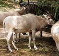 Addax, White Antelope Or Addax Nasomaculatus