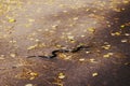 Adder crawls on leaves in the autumn in the forest.