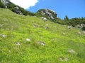 Adder habitat