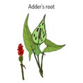 Adder s root Arum maculatum , medicinal plant