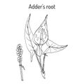 Adder s root Arum maculatum , medicinal plant