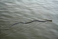 Adder snake swim in river. Europe, summer day. Non-venomous natrix - grass snake or water snake.