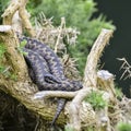 Adder snake vipera berus relaxing on tree in Summer sunlight Royalty Free Stock Photo