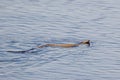 Adder snake Vipera berus swimming