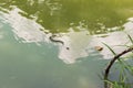 Adder in the water Royalty Free Stock Photo