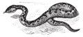 Adder, vintage illustration