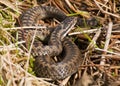 Adder (Vipera berus)