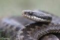 Adder, Vipera berus Royalty Free Stock Photo