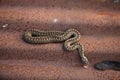 Adder, Vipera berus Royalty Free Stock Photo
