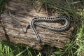 Adder, Vipera berus Royalty Free Stock Photo