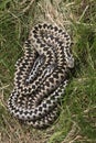 Adder, Vipera berus Royalty Free Stock Photo