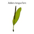 Adders-tongue fern ophioglossum vulgatum , medicinal plant.