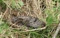 Adders Vipera berus coiled together in the grass. Royalty Free Stock Photo