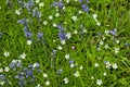 Addersmeat anb bluebell flowers in a field Royalty Free Stock Photo