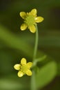 Adderstongue Spearwort or Badgeworth Buttercup Royalty Free Stock Photo