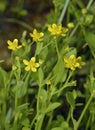 Adderstongue Spearwort or Badgeworth Buttercup Royalty Free Stock Photo