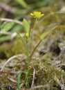 Adderstongue Spearwort or Badgeworth Buttercup Royalty Free Stock Photo