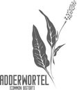 Adderwortel plant silhouette vector illustration