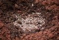 Adding chicken manure pellets to soil ground for planting in garden Royalty Free Stock Photo