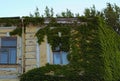 Adding natural beauty on stone. House building covered with ivy. Green ivy plant climbing brick wall Royalty Free Stock Photo