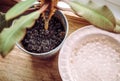 Adding water beads gel balls in houseplant pot in home.