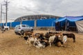 ADDIS ABABA, ETHIOPIA - APRIL 4, 2019: Herd of goats in front of Adey Abeba National Stadium construction site in Addis