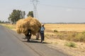 Addis Ababa, Ethiopia, January 30, 2014, Chickpea farmer transporting their goods by donkey