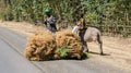 Addis Ababa, Ethiopia, January 30, 2014, Chickpea farmer transporting their goods by donkey