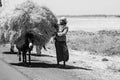 Chickpea farmer transporting their goods by donkey