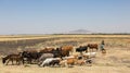 Man and his herd of goats, cows and donkeys