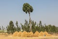 Teff Farming in Rural Ethiopia, Farm land