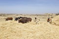 Addis Abeba, Ethiopia, February 22 2015: Ethiopian farmer using his cows for threshing harvest