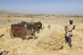 Addis Abeba, Ethiopia, February 22 2015: Ethiopian farmer using his cows for threshing harvest