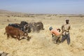 Addis Abeba, Ethiopia, February 22 2015: Ethiopian farmer using his cows for threshing harvest