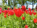 The flower language of red tulip is the advertisement of love, love, I love you, joy, warm love