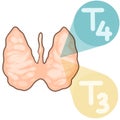 Thyroid hormones and physiology